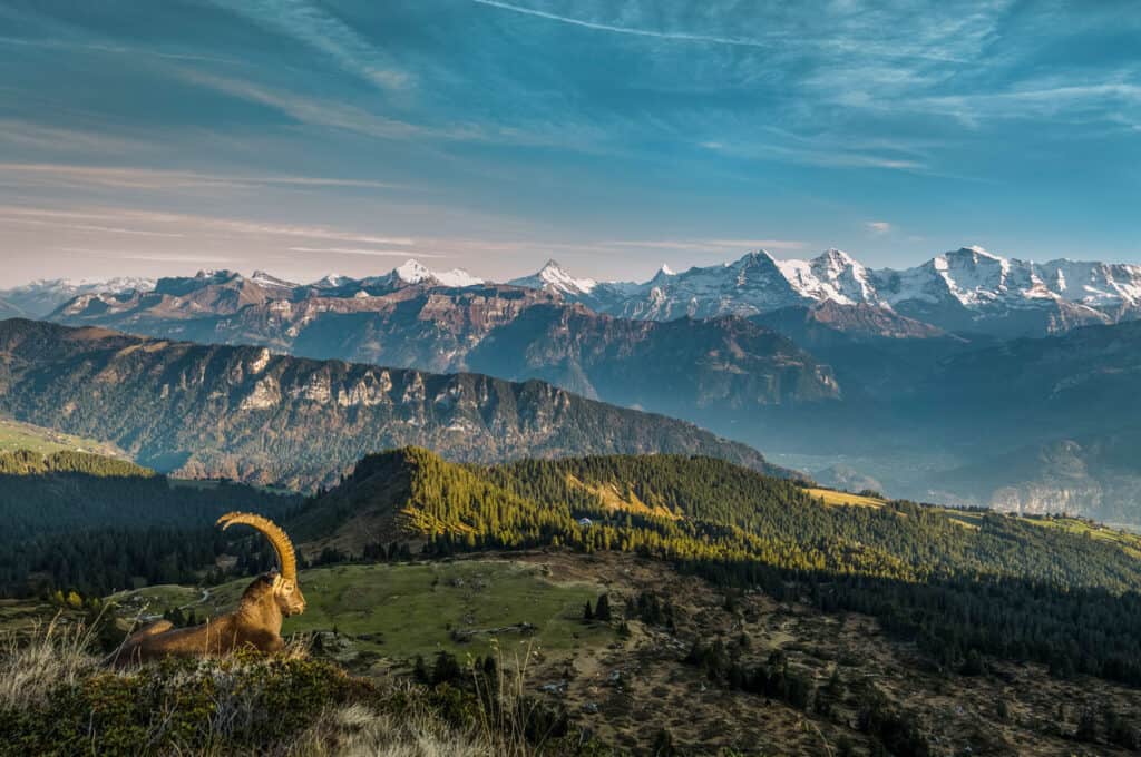 Hiking on the Niederhorn to the Gemmenalphorn