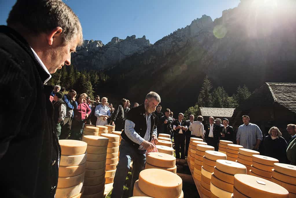 Chees spliting tradition at justistal in switzerland