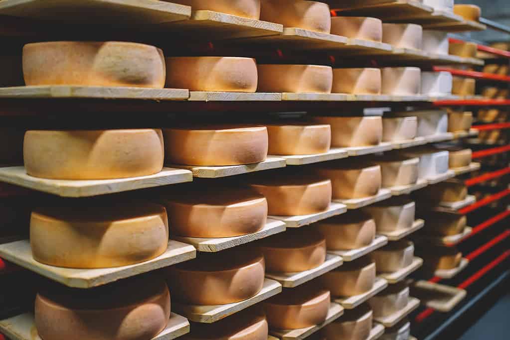 Cheese storage room in switzerland