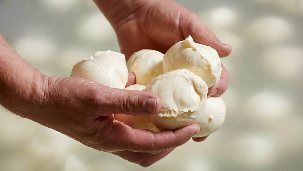 Mozarella production at the marbach cheese factory